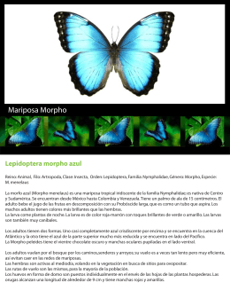 Mariposa Morpho