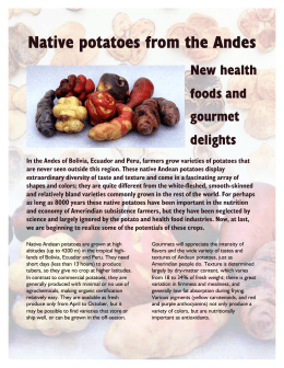 Native potatoes from the Andes