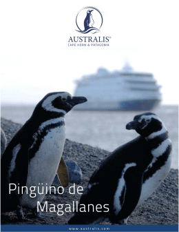 Pingüino de Magallanes
