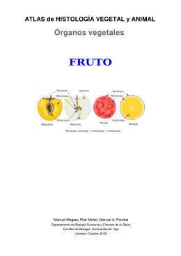 Descargar el fruto en pdf - Atlas de Histología Vegetal y Animal