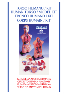 torso humano / kit human torso / model kit tronco