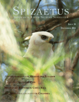 Spizaetus 18 English.indd - Neotropical Raptor Network