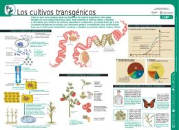 Los cultivos transgénicos