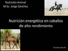 Nutrición energética en caballos de alto rendimiento
