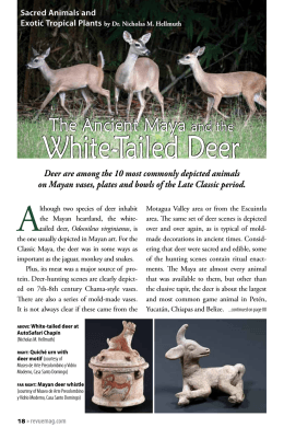 White Tailed Deer REVUE