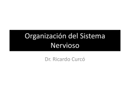Organización del Sistema Nervioso, y Sistemas sensitivo