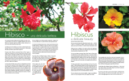 Hibiscus - WhyPanama.net