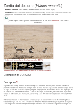 Zorrita del desierto (Vulpes macrotis) - Bios