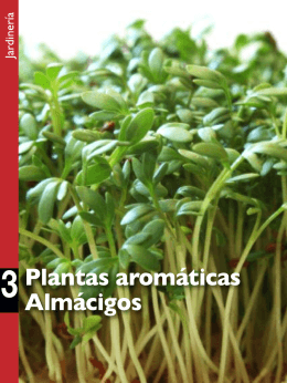 Plantas aromáticas Almácigos