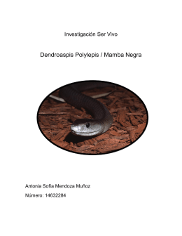 Dendroaspis Polylepis / Mamba Negra