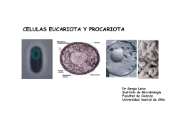 Procariotas y eucariotas