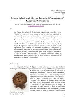 Estudio del estrés abiótico de la planta de “resurrección” Selaginella