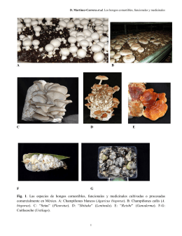 ABCDEFG Fig. 1. Las especies de hongos comestibles, funcionales