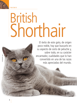 British Shorthair.