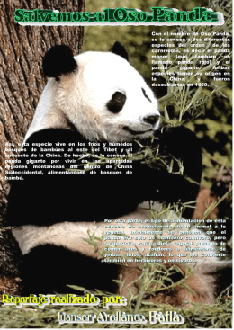 reportaje sobre el oso panda