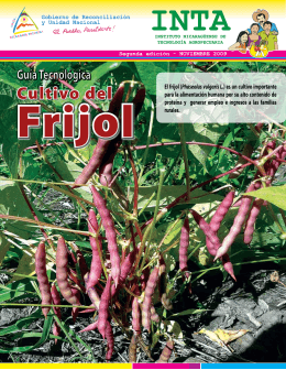 Cultivo del - Instituto Nicaragüense de Tecnología Agropecuaria