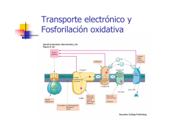 Transporte electrónico y Fosforilación oxidativa