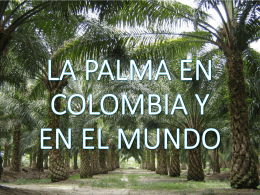 LA PALMA EN COLOMBIA Y EN EL MUNDO