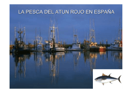 antecedentes de la pesca del atun rojo en españa