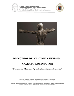 descripción músculos escapulares - Pontificia Universidad Católica