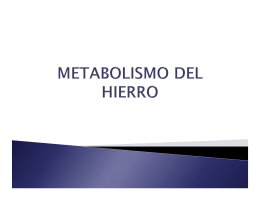 metabolismo del hierro