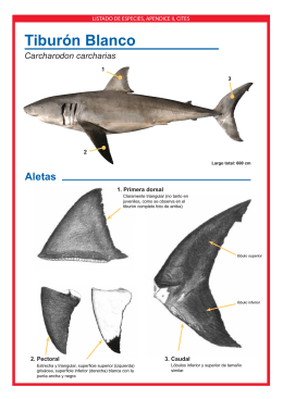 Spanish: Great White Shark (Carcharodon carcharias) Identification