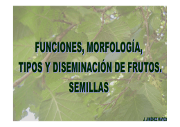 Funciones, morfología, tipos y diseminación de frutos