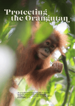 Protecting the Orangutan