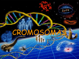 Cromosomas - ies "poeta claudio rodríguez"