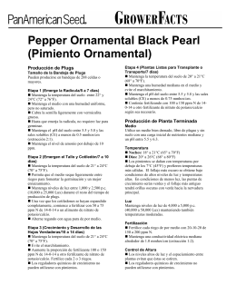 Pepper Ornamental Black Pearl (Pimiento Ornamental)