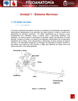 Unidad 1 - Sistema Nervioso