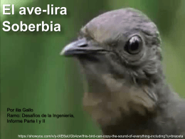 El ave-lira Soberbia