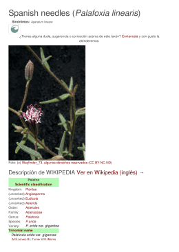 Spanish needles (Palafoxia linearis)