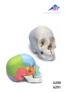 Cráneo desmontable en 22 piezas Da un clic para ver el manual