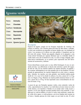 Iguana verde - Cuenca Hidrográfica del Canal de Panamá