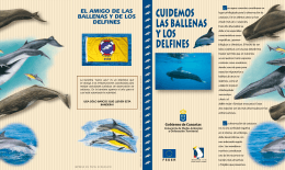Folleto observación/protección cetáceos en