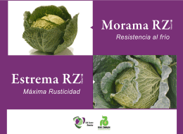 Morama RZ - Rijk Zwaan
