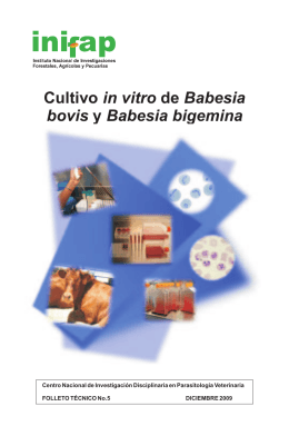 Cultivo de y in vitro Babesia bovis Babesia - Biblioteca