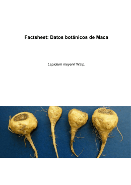 Factsheet: Datos botánicos de Maca