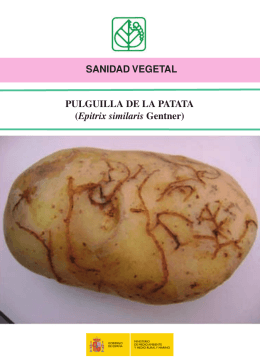 Pulguilla de la patata - Ministerio de Agricultura, Alimentación y