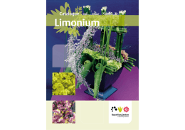 Limonium - Royal Van Zanten