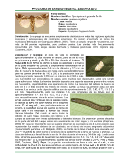 common name: fall armyworm