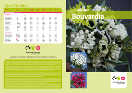 Bouvardia® single - Royal Van Zanten
