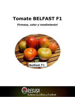 Folleto Tomate BELFAST F1