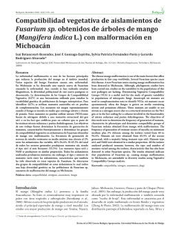 Compatibilidad vegetativa de aislamientos de Fusarium sp