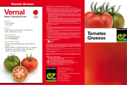 Tomate Grueso
