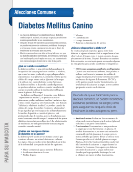 Diabetes Mellitus Canino