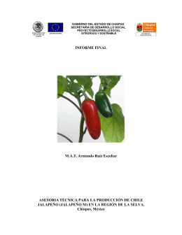 Asesoría técnica para la producción de chile jalapeño en la región
