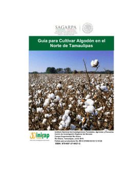Guía para Cultivar Algodón en el Norte de Tamaulipas