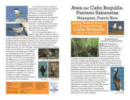 Aves del Caño Boquilla- Pantano Sabanetas